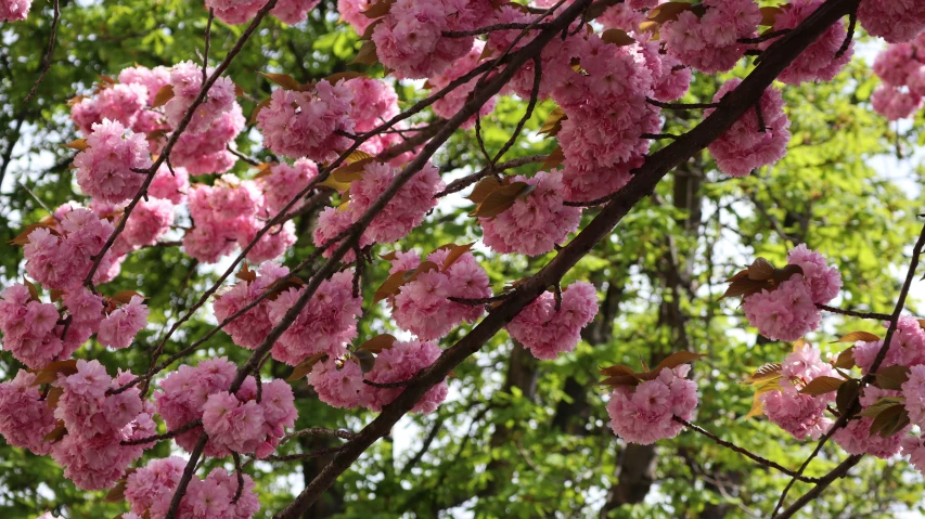 pink blossoms blooming on the nches of trees