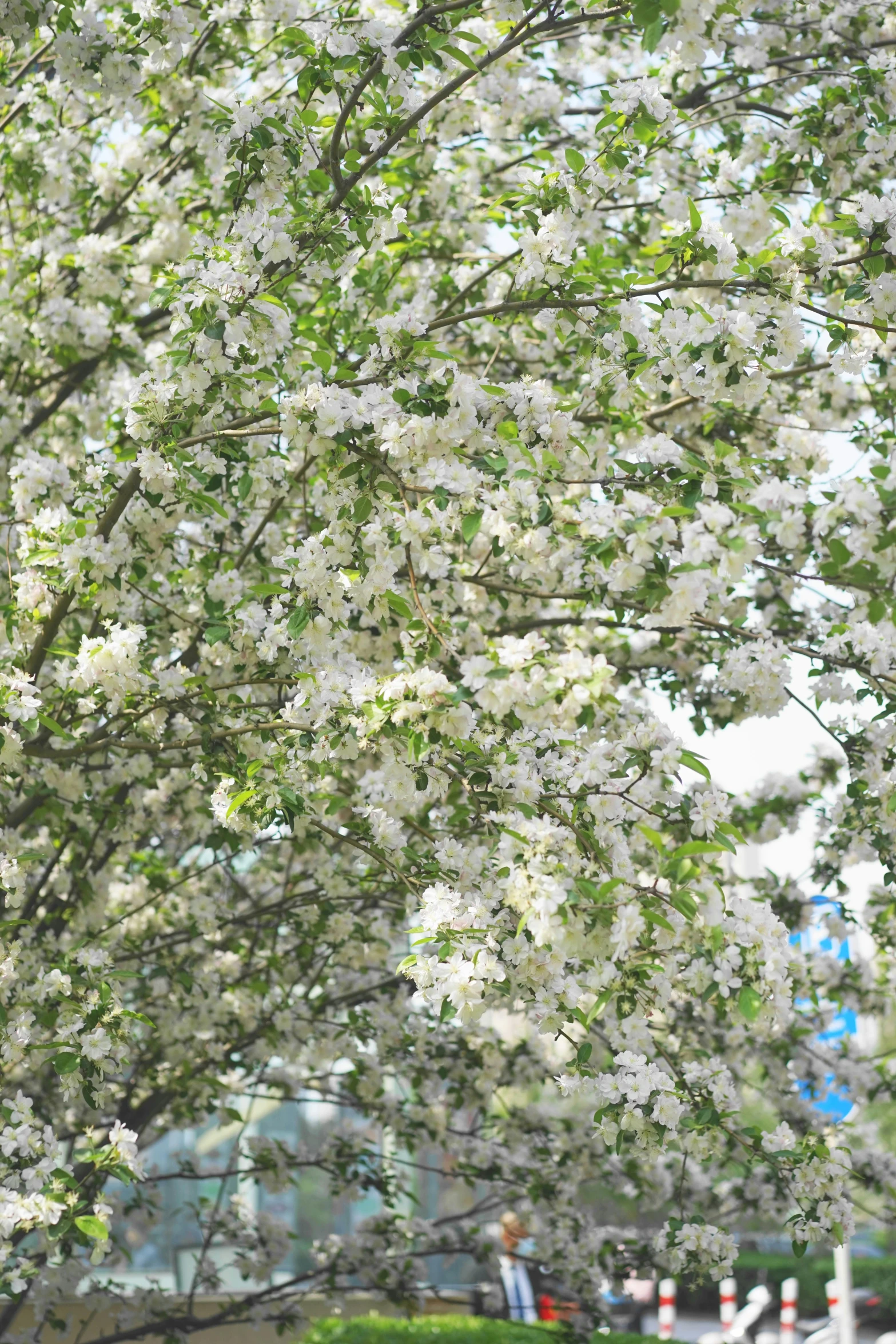 a white blossoming tree and street sign by a street