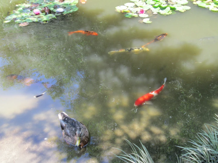 fish swim and fish eat in the pond