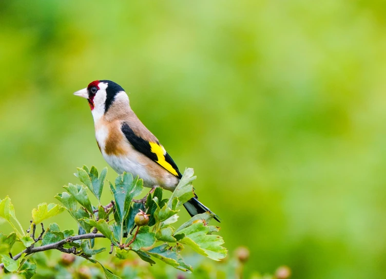 a yellow and black bird with a black beak