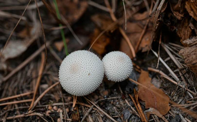 two white mushrooms standing on top of the forest floor
