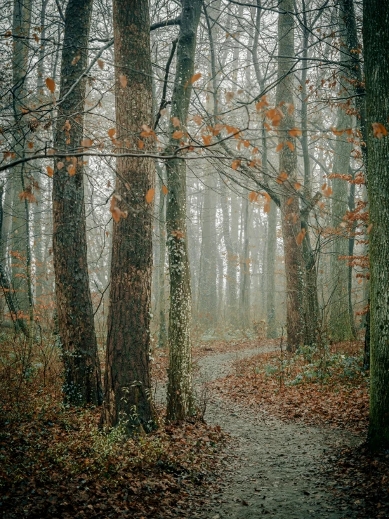 a dirt path through a forest filled with trees