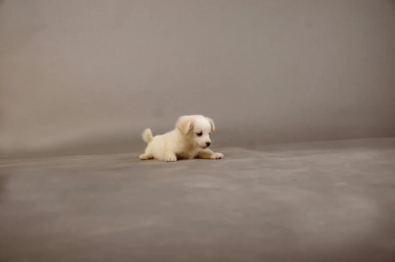 a small white dog sitting on top of a floor