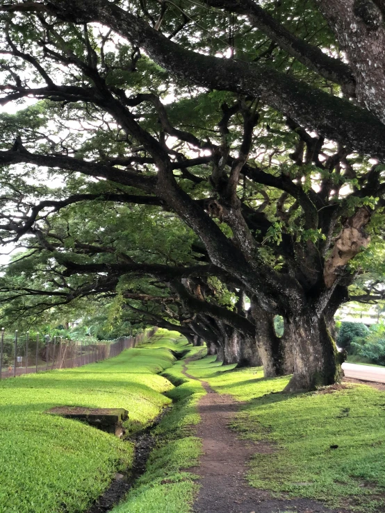 many trees have been placed along the path