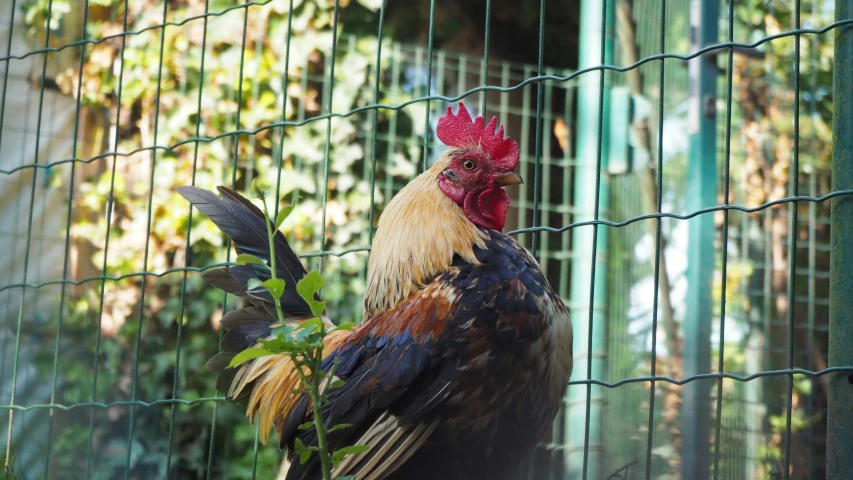 a chicken that is sitting in a cage