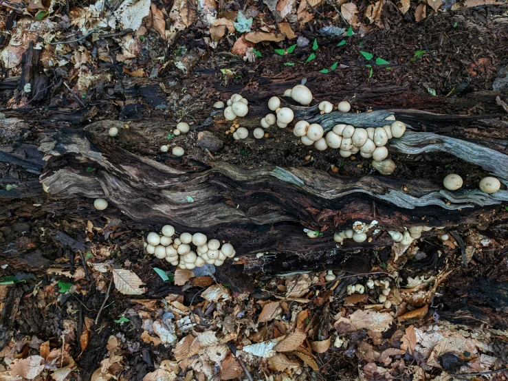 mushrooms growing on a tree in a wooded area