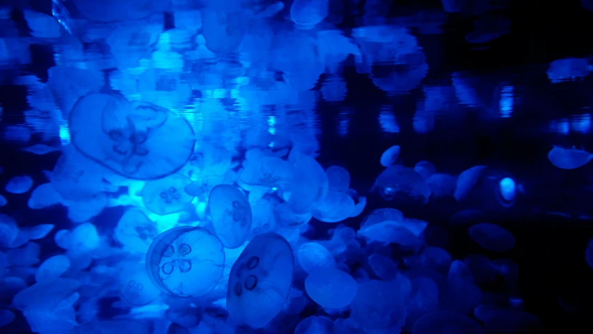 a blue teddy bear is surrounded by other stuffed animals