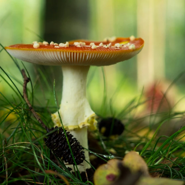 a toad cap shaped mushroom in the middle of green grass