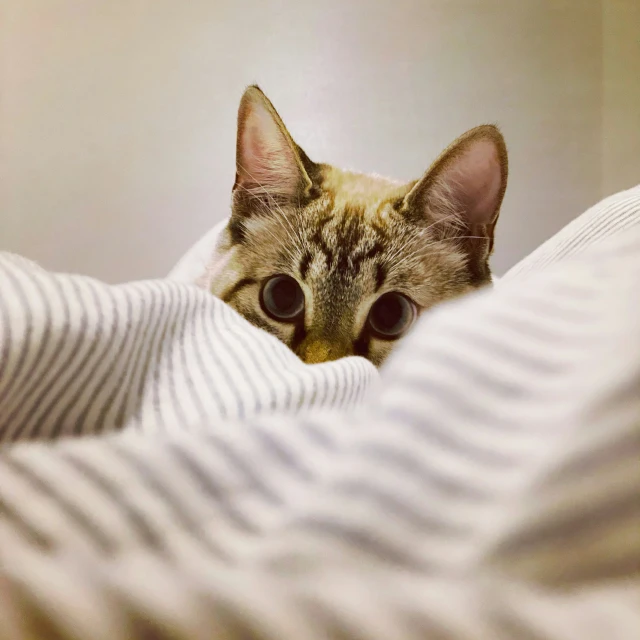 small striped cat hiding behind white blanket