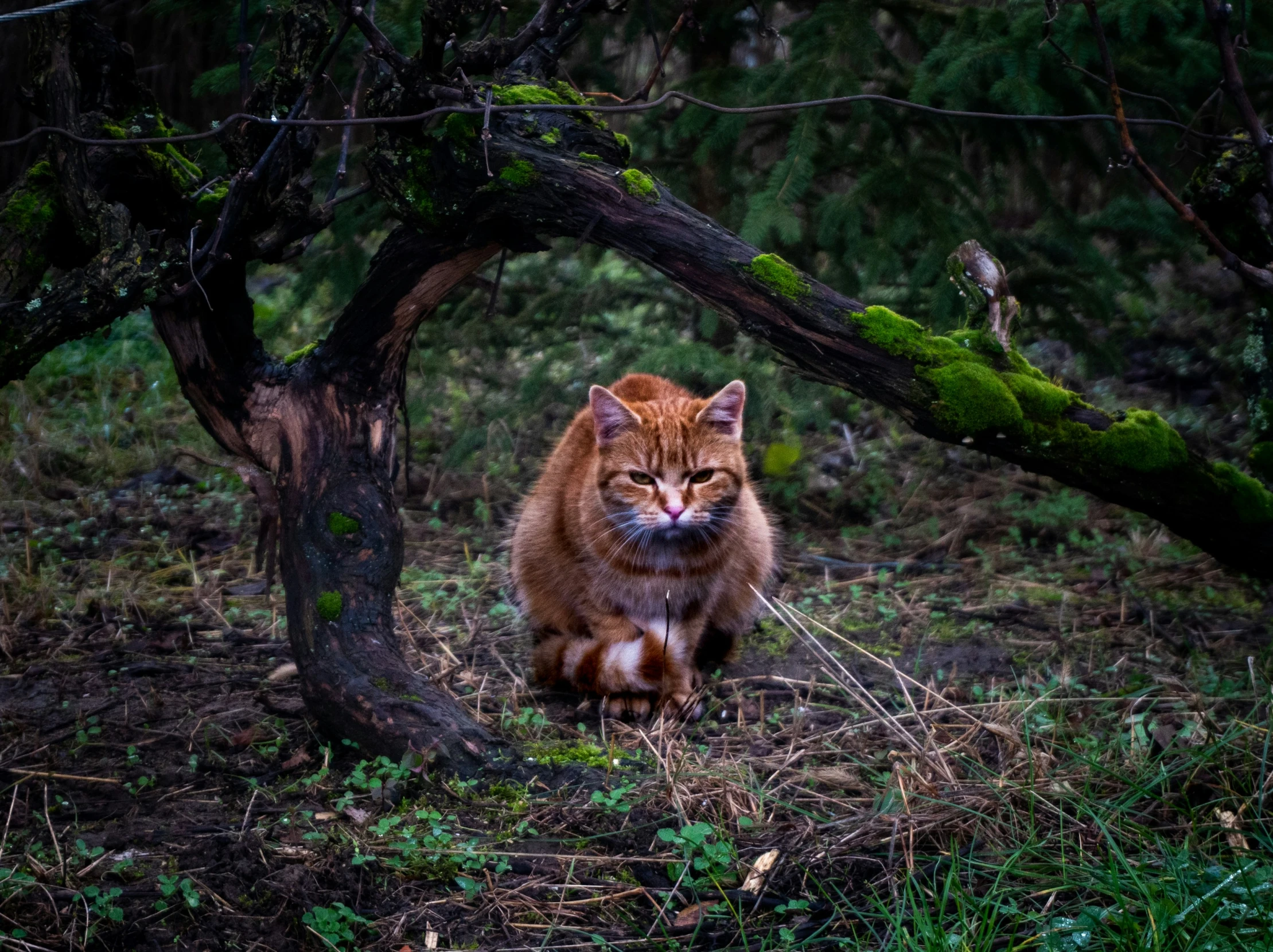 an orange cat is walking in the woods