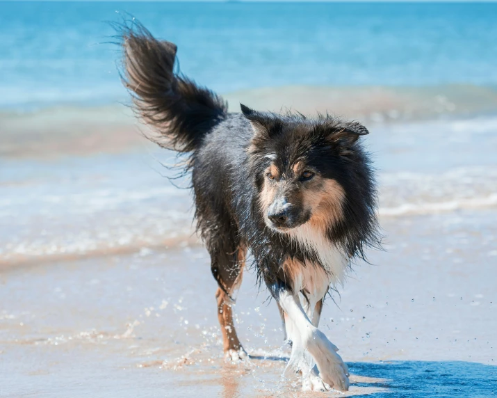 an adorable dog running on the beach with it's mouth open