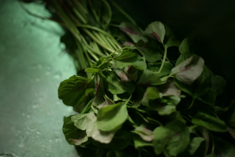 a bunch of leafy green stems in front of the camera