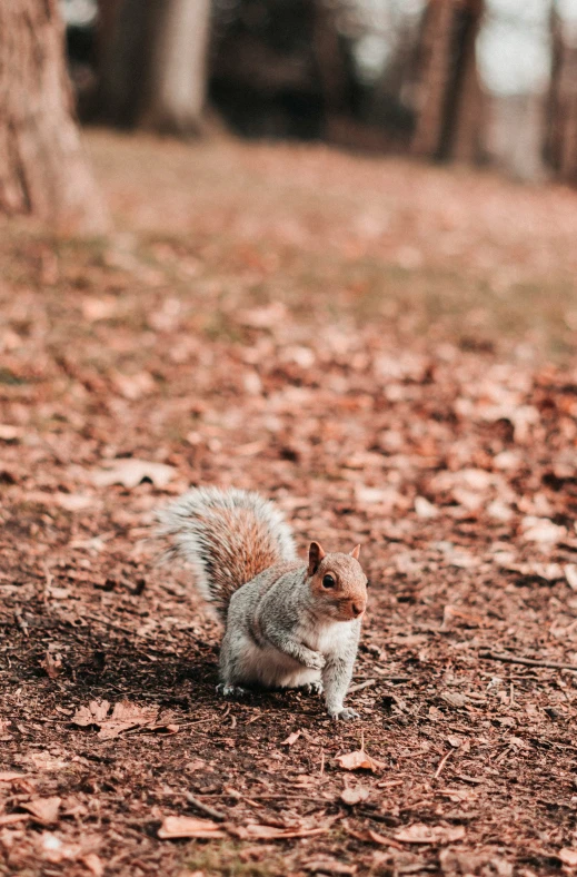 small squirrel looking up from underneath the trees