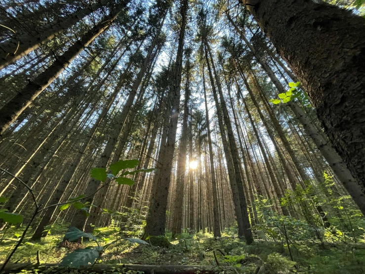 a sunny rays shine through the trees in the forest