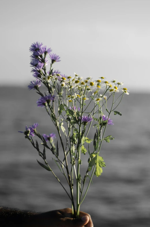 a hand holds a flower that has water in the background