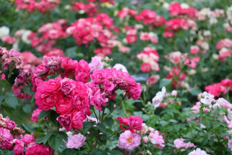 roses of various colors with green leaves in an orchard