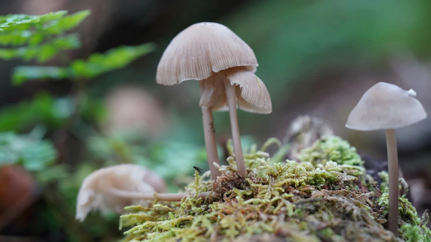 mushrooms in the forest have many different colors