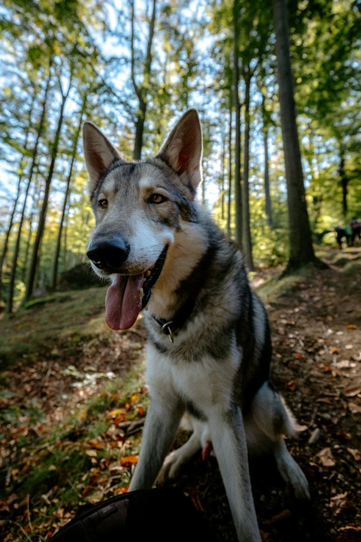 a wolf dog smiling sitting in the woods