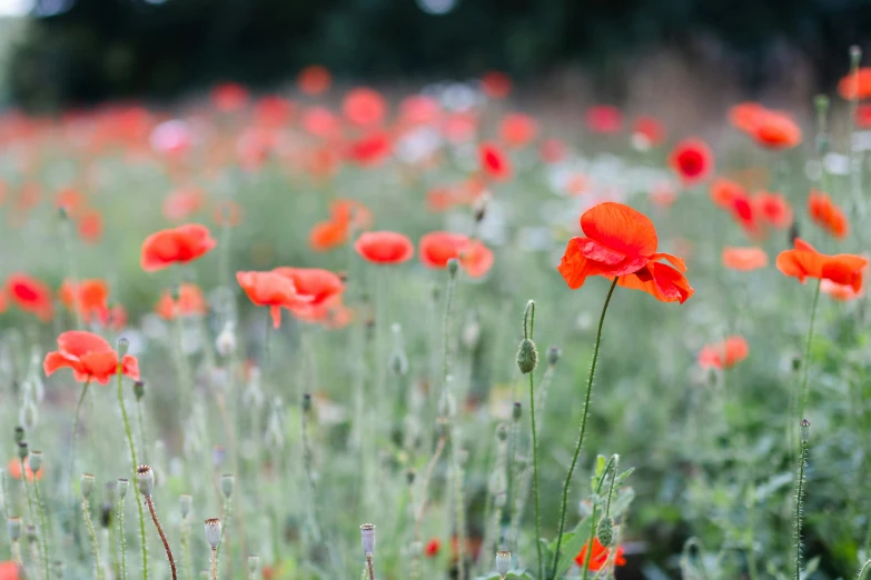 the red flowers are growing out of the grass