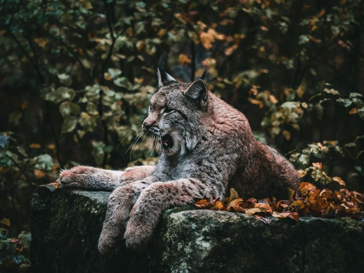 a big furry animal laying on top of some moss