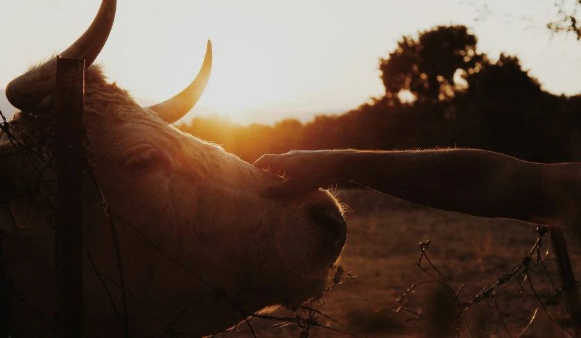 a cow with long horns stands in the sunset