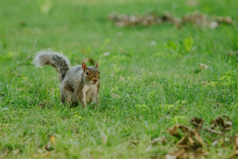 a squirrel is standing on grass with it's face looking at the ground