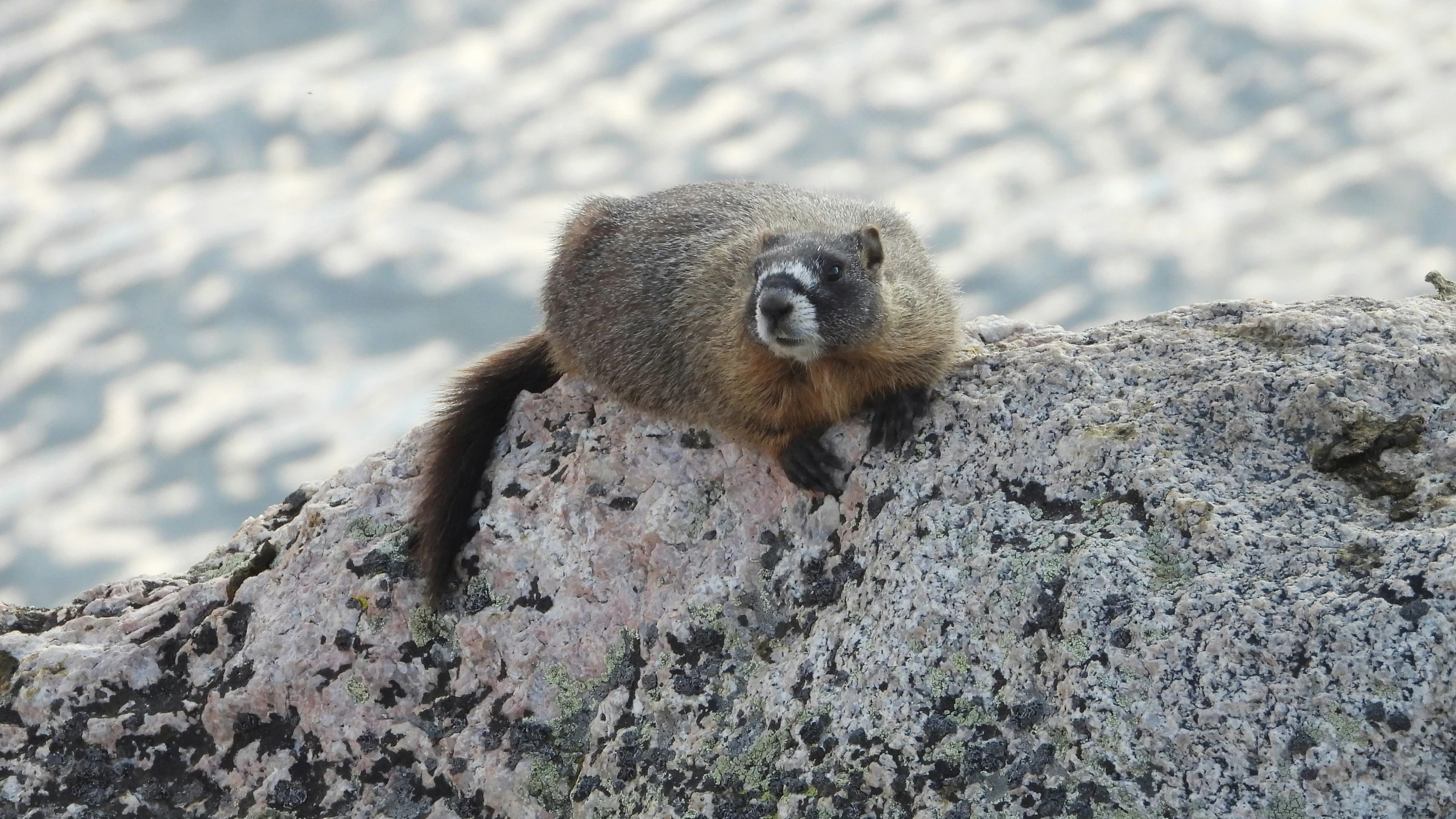 a small animal resting on the top of a rock