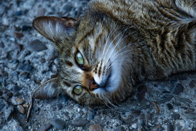 a grey tabby cat laying on top of a gravel ground