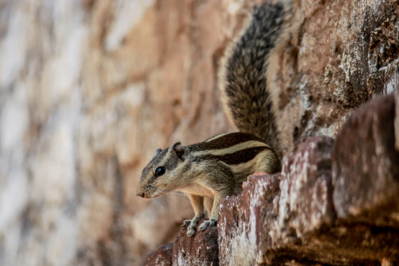 a small chippy animal is standing on bricks