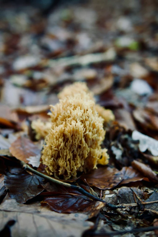 an unusual substance on the ground next to leaves