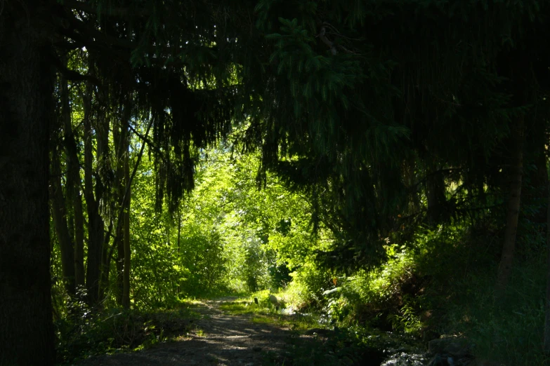 the sun shines in the lush trees lining the path