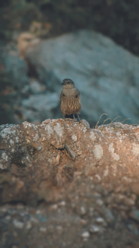 a bird sitting on top of a stone covered rock