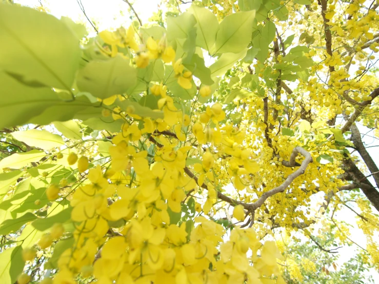 yellow flowers and leaves are growing on a tree