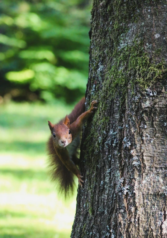 the red squirrel climbing up the side of a large tree