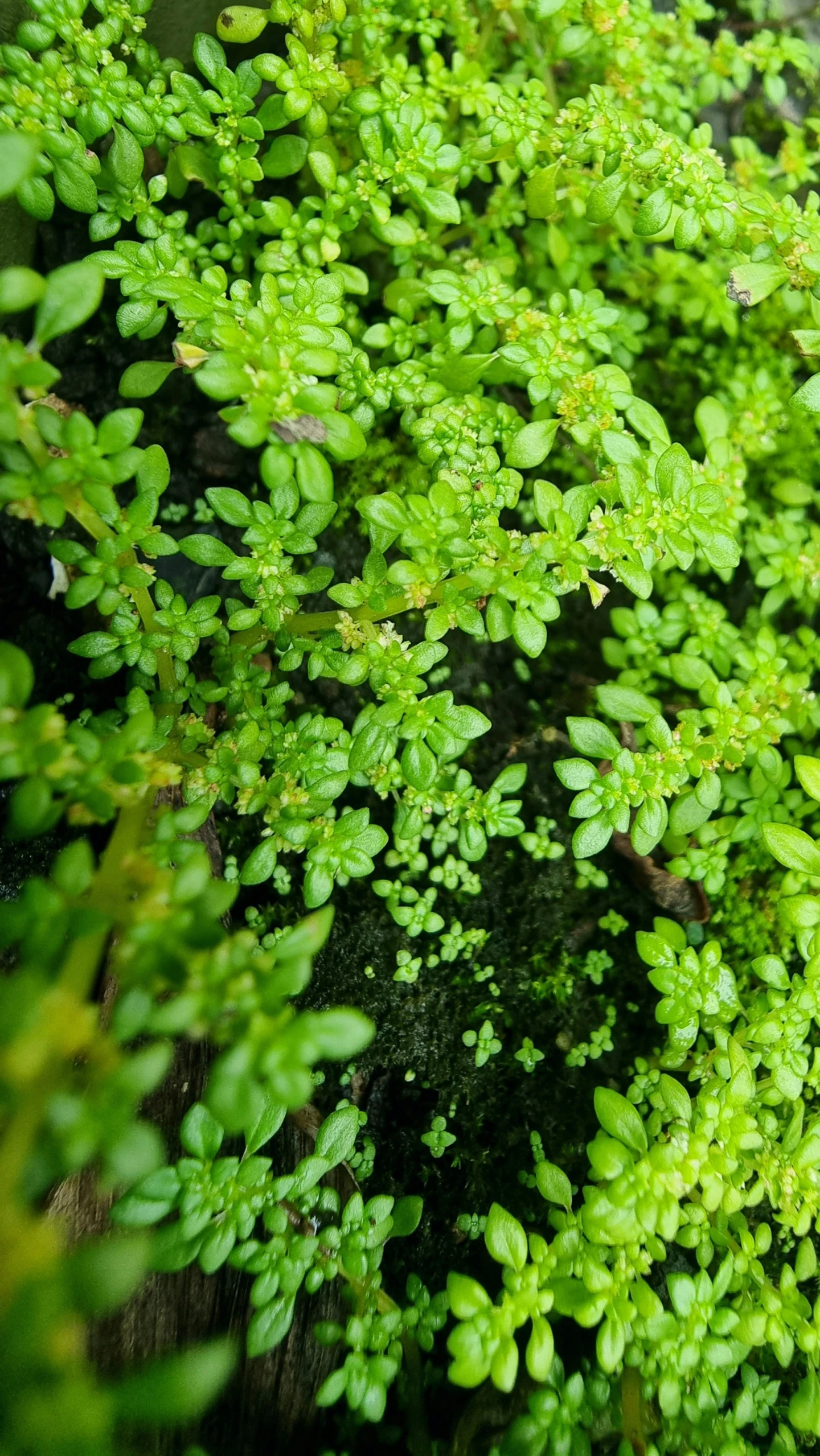 an overhead s of a moss in a container