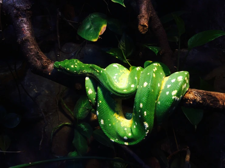 an insect - eating green snake sits on a nch with leaves around it