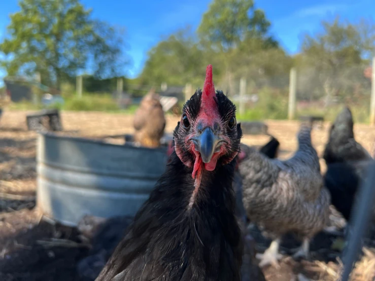 an image of a close up of chickens