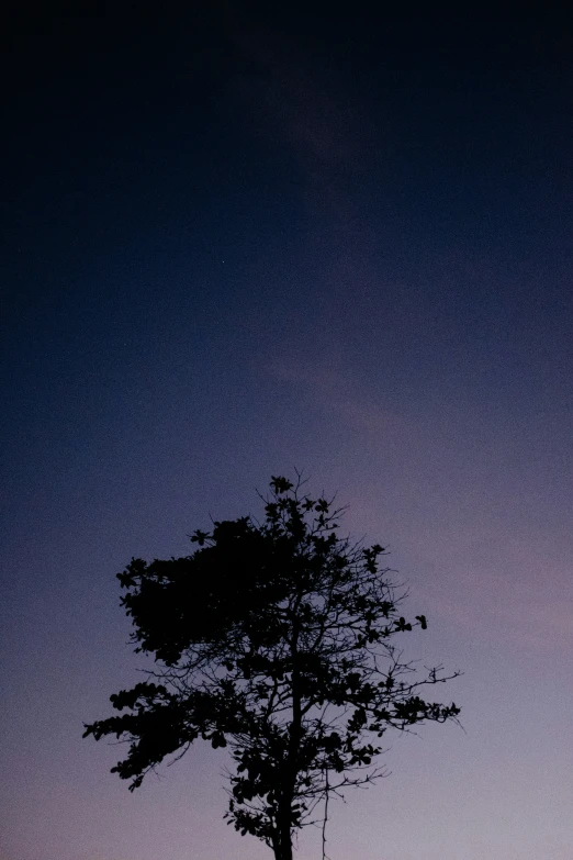 silhouette of two trees on a hill at dusk