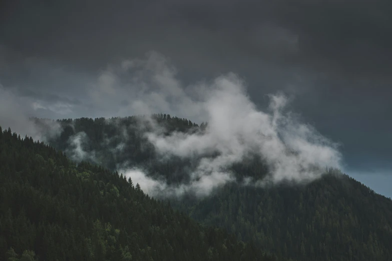 fog moves down the side of a forest, creating a pattern over clouds