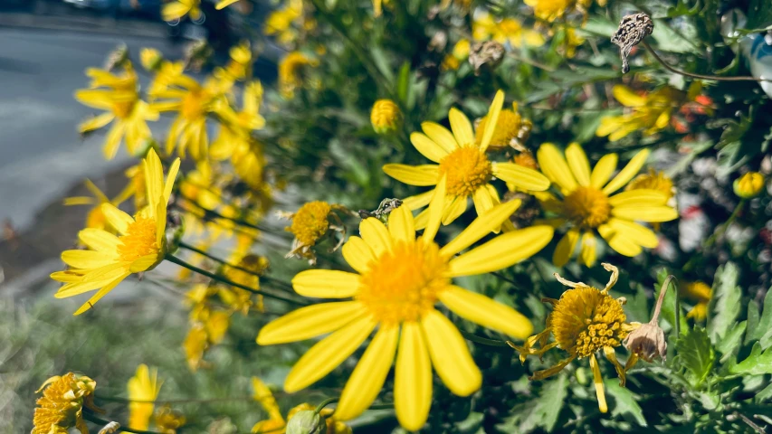 a yellow daisy grows in the wild as it looks like it has turned its head