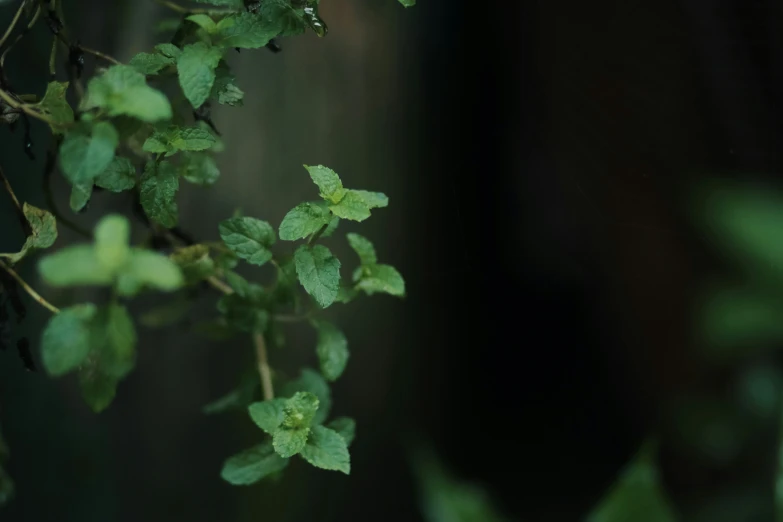 small green nches with leaves hanging from them