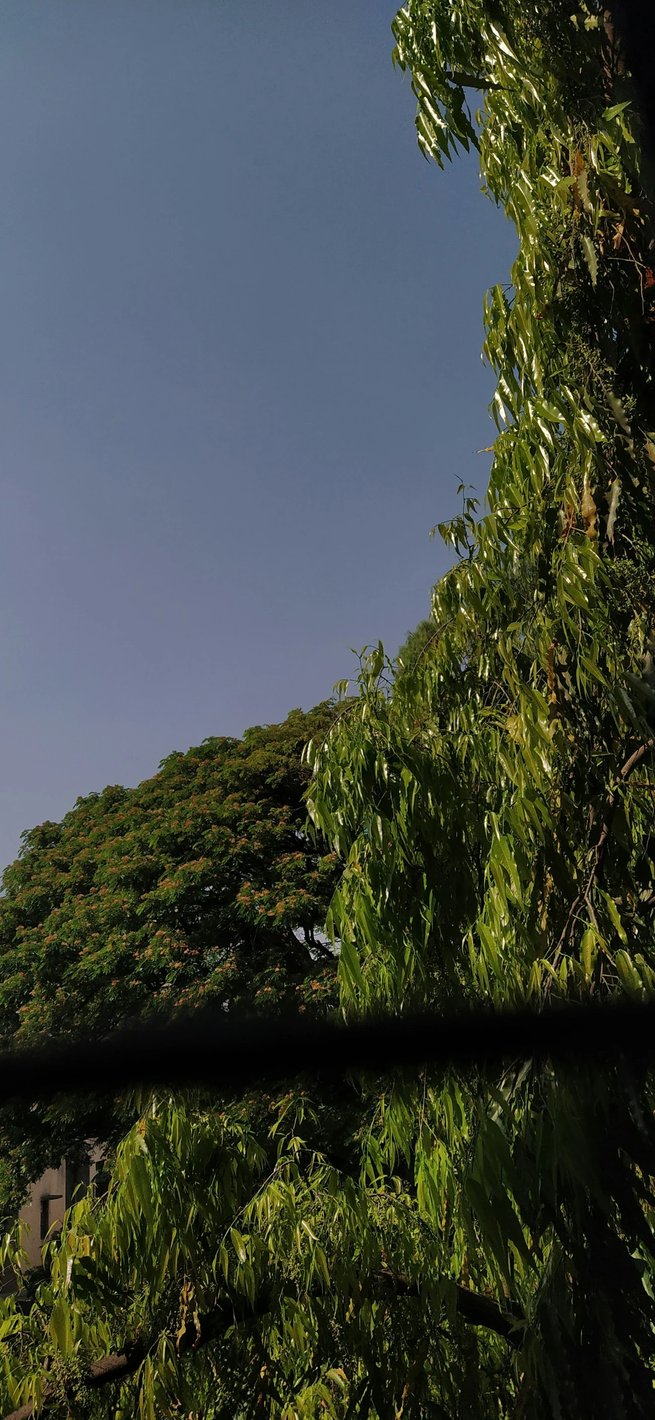 looking up into the leaves and a stop light