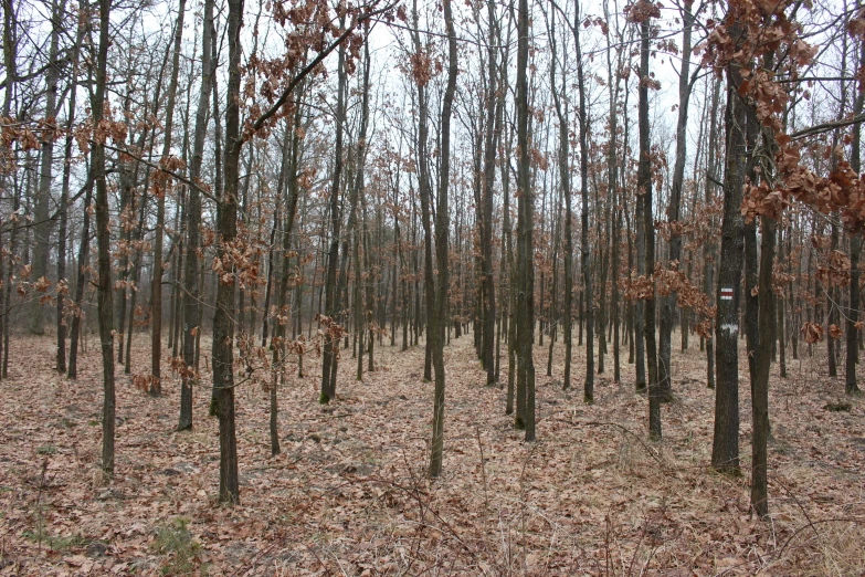 a field with lots of small trees on it