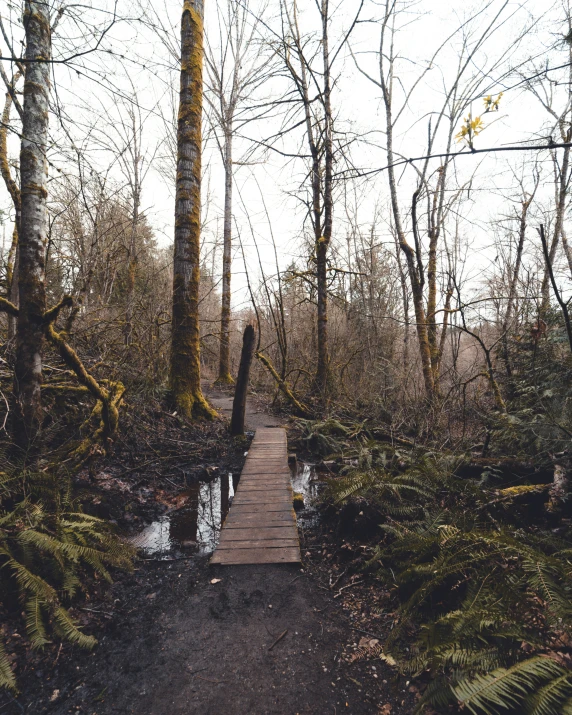 a boardwalk and path through a forest filled with trees