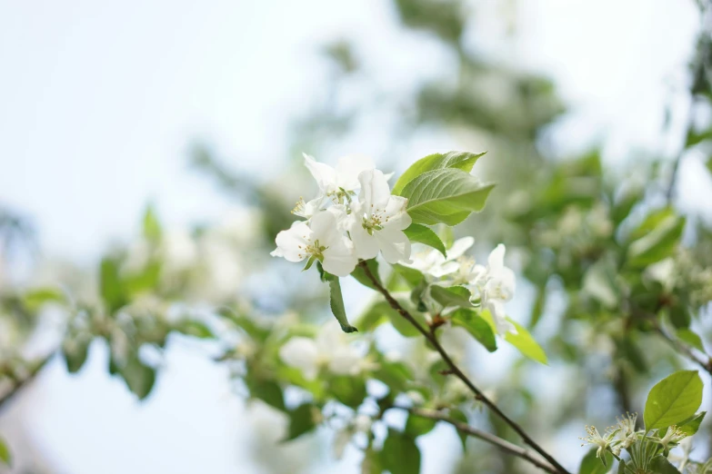 flower buds and leaves of apple tree, spring time