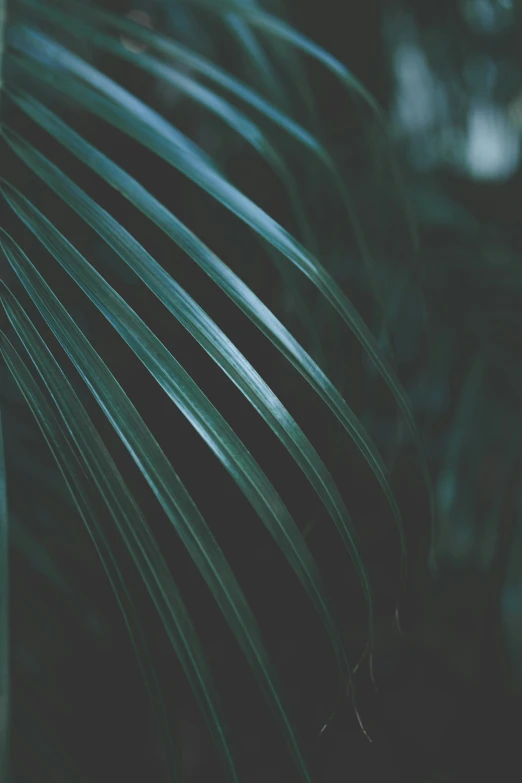 the back of a leaf with green ridges