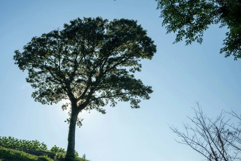 the sun shining through a very tall tree