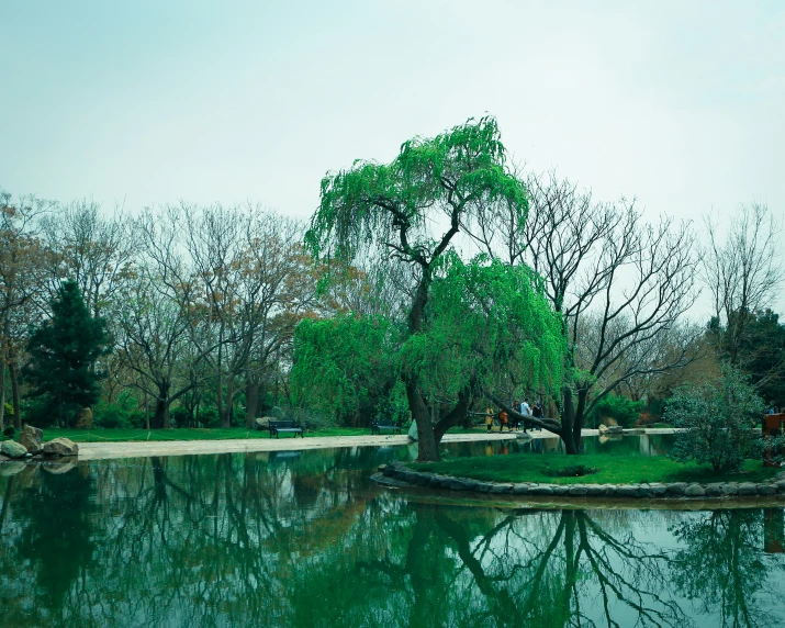 a large pond with trees in it next to a wooded area