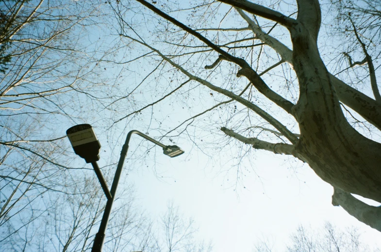 streetlights are hanging on the bare tree's nches