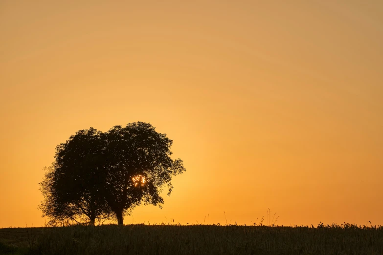 the silhouette of a tree at sunset, with a yellow sky in the background